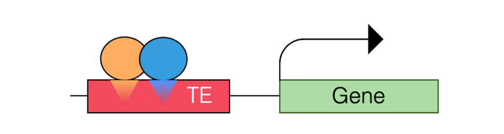 Diagram of transposable elements acting as regulatory sequences